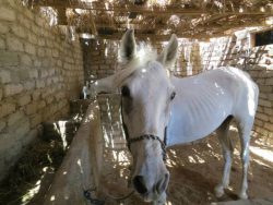 Dahab Horse rescue