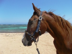 This is Tango another Rescue Horse that is now in tip top condition after lots of TLC, a good diet, proper exercise and care. We put her on the profile picture so people can see what can be achieved. Once a former skin & bone horse - now a beautiful horse back to full health.